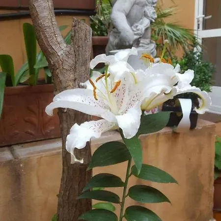 B&B Alassio Bed and Breakfast Αλάσιο