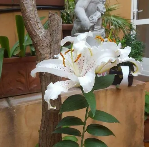 B&B Alassio Oda ve Kahvaltı Alassio